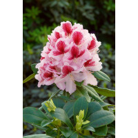 Rhododendron Hybr.Belami  -R-