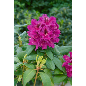 Rhododendron Hybr.Azurro