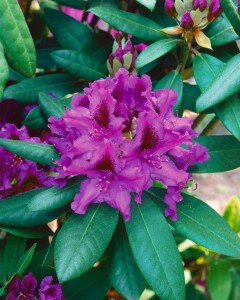 Rhododendron Hybr.Azurro