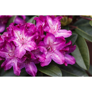 Rhododendron Hybr.Anatevka