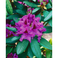 Rhododendron Hybr.Anatevka