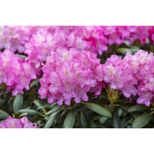Rhododendron Hybr.Anastasia  -R-