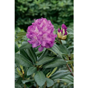 Rhododendron Hybr.Alfred
