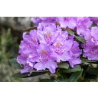 Rhododendron Hybr.Alfred