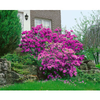 Rhododendron carolin.P.J.Mezitt