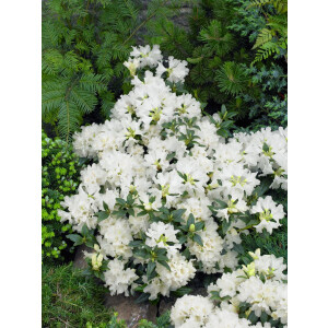 Rhododendron carolin.Dora Amateis