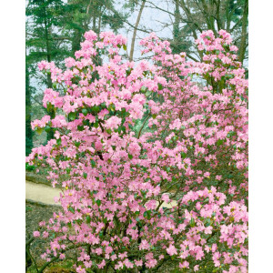 Rhododendron Praecox