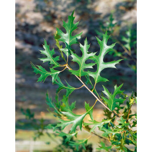 Quercus palustris Green Pillar  -R-