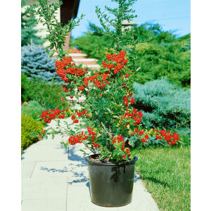 Pyracantha Mohave