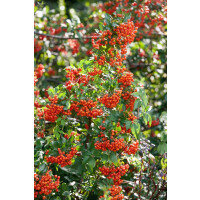 Pyracantha Mohave