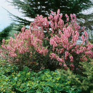 Prunus tenella Fire Hill