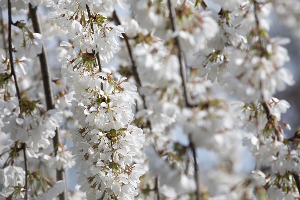 Prunus Subhirtella Pendula Hängende Zierkirsche 8524