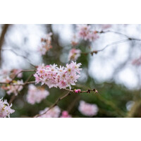 Prunus subhirtella Fukubana          CAC