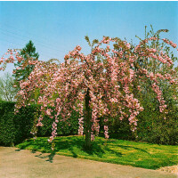 Prunus serrulata Pink Perfection     CAC