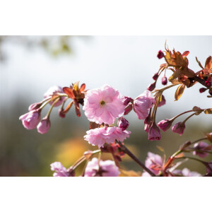 Prunus serrulata Kiku-shidare-zakura