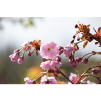Prunus serrulata Kiku-shidare-zakura