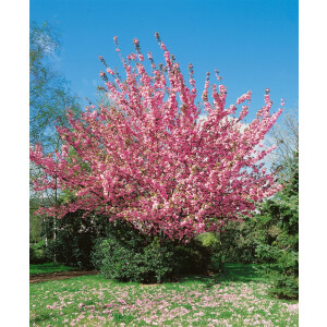 Prunus serrulata Kanzan              CAC