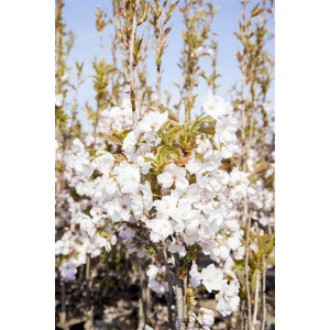 Prunus serrulata Amanogawa           CAC