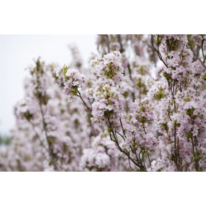 Prunus serrulata Amanogawa           CAC