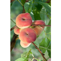 Prunus persica Sugar Baby           CAC