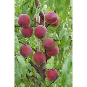 Prunus persica Roter Weinbergpfirsich