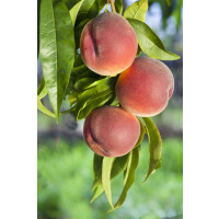 Prunus persica Roter Weinbergpfirsich