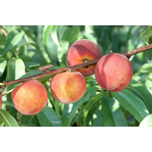 Prunus persica Dixired               CAC