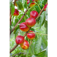 Prunus nucipersica Flavortop                 CAC
