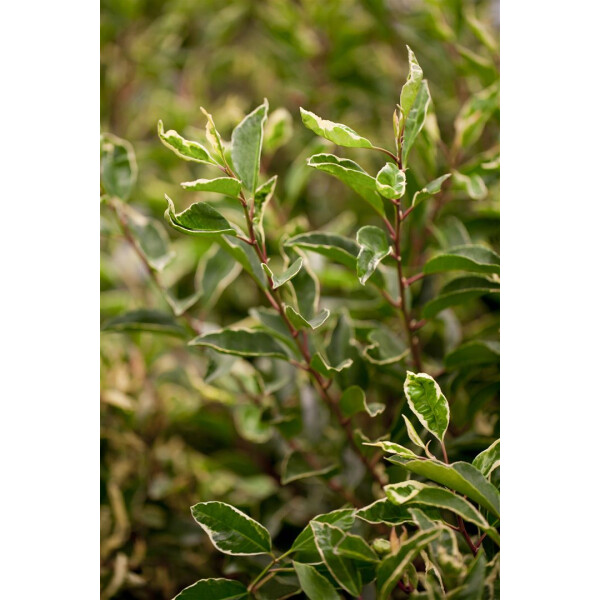Prunus lusitanica Variegata