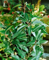 Prunus lusitanica Myrtifolia