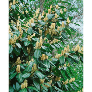 Prunus laurocerasus Piranha -R-