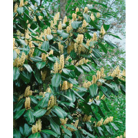 Prunus laurocerasus Piranha -R-