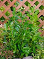 Prunus laurocerasus Green Torch