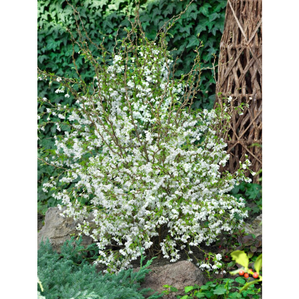 Fujikirsche Prunus incisa Kojou-no-mai Pflanze 5-10cm März-Kirsche Rarität 