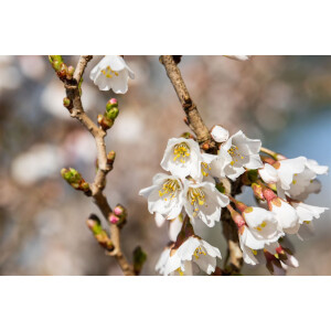 Prunus incisa Kojou-no-mai           CAC