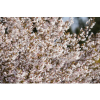 Prunus incisa Kojou-no-mai           CAC
