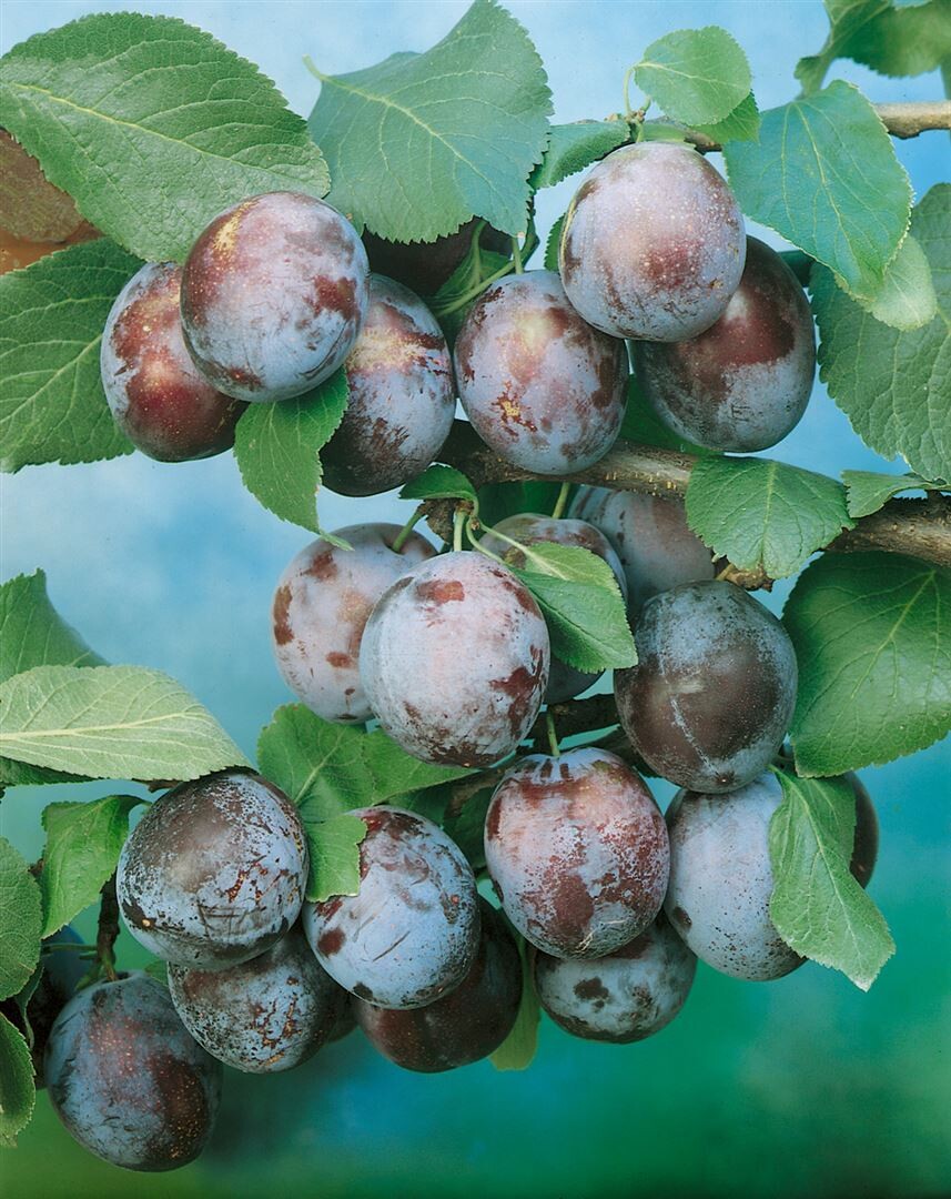 Frühzwetsche\' \'Wangenheimer Prunus domestica