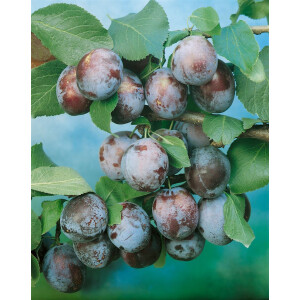 Prunus domestica Wangenheimer Fr&uuml;hzwetsche CAC