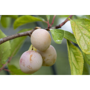 Prunus domestica Mirabelle von Nancy       CAC