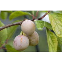 Prunus domestica Mirabelle von Nancy       CAC