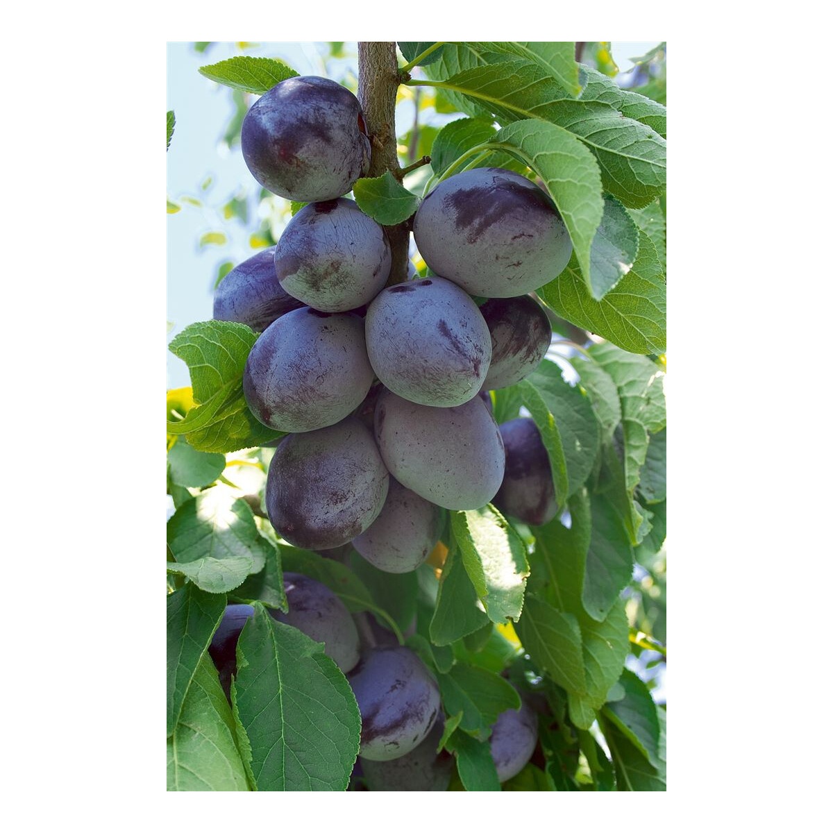 Prunus domestica 'Hauszwetsche' - Echte Hauszwetschge