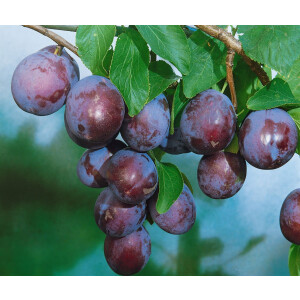 Prunus domestica Ersinger Fr&uuml;hzwetsche     CAC