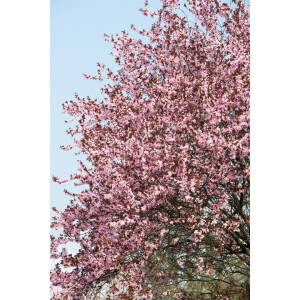 Prunus cerasifera Nigra              CAC