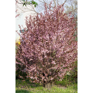 Prunus cerasifera Nigra              CAC