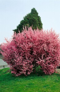 Prunus blireana                        CAC
