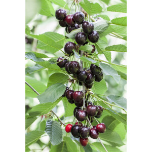Prunus avium Kordia  -R-                CAC