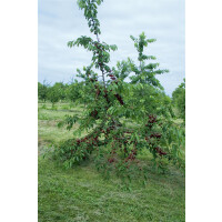 Prunus avium Kordia  -R-                CAC