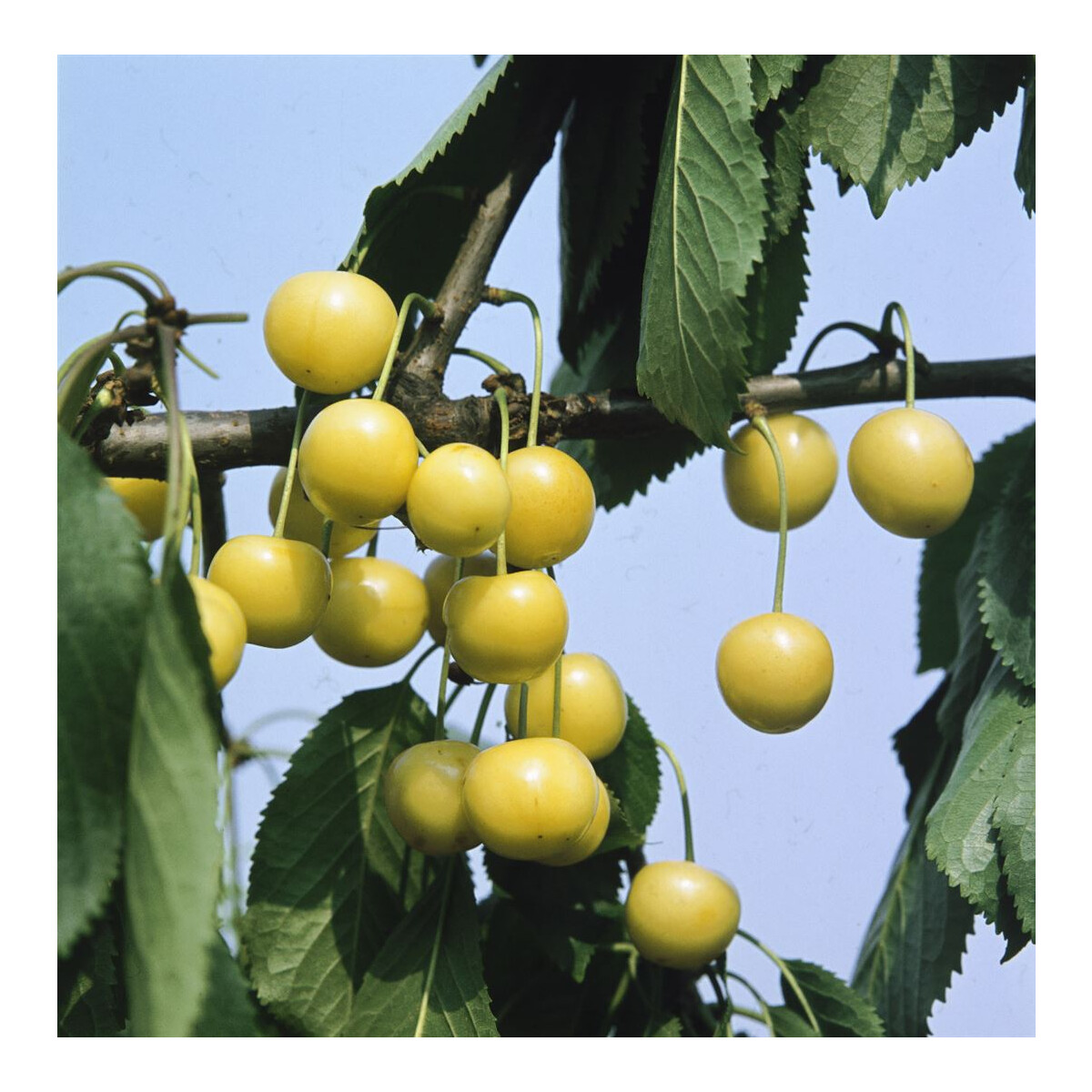 Prunus \'Dönissens CAC avium Süßkirsche Gelbe\' -