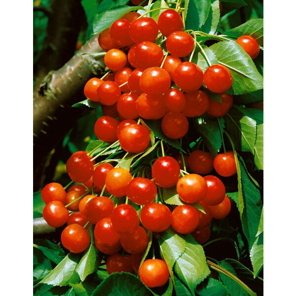 Prunus avium Büttners Roter Knorpel      CAC