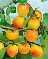 Prunus armeniaca Ungarische Beste          CAC